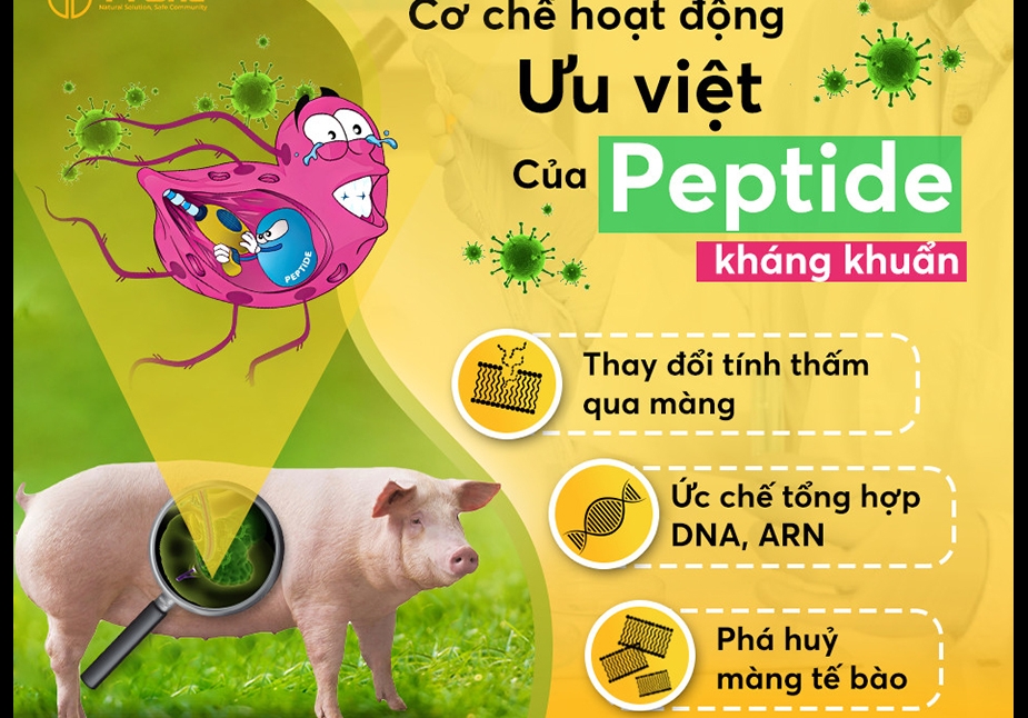 Peptide kháng khuẩn - giải pháp mới thay thế kháng sinh trong thức ăn chăn nuôi
